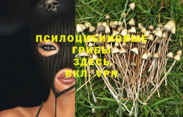 индика Абаза